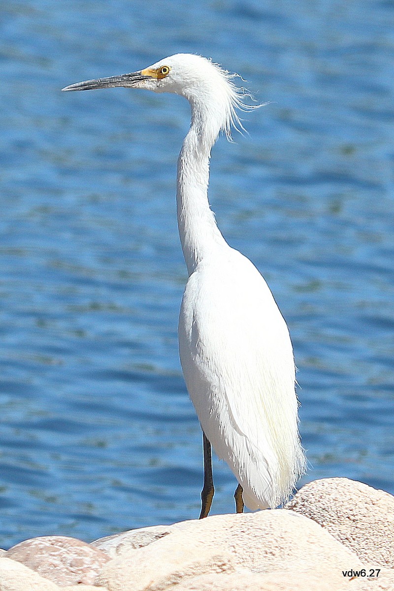 Snowy Egret - Nancy Benner