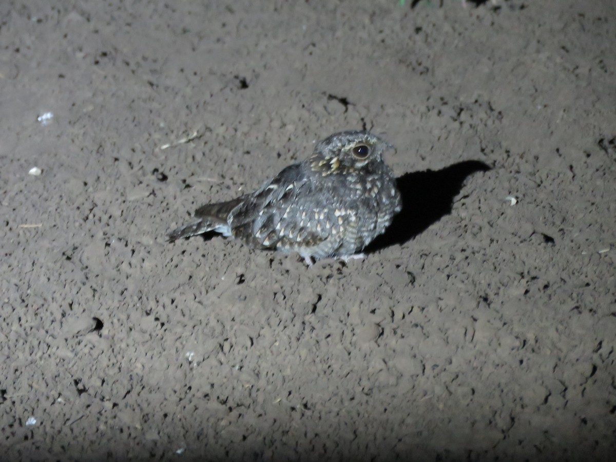 Sombre Nightjar - ML106325591