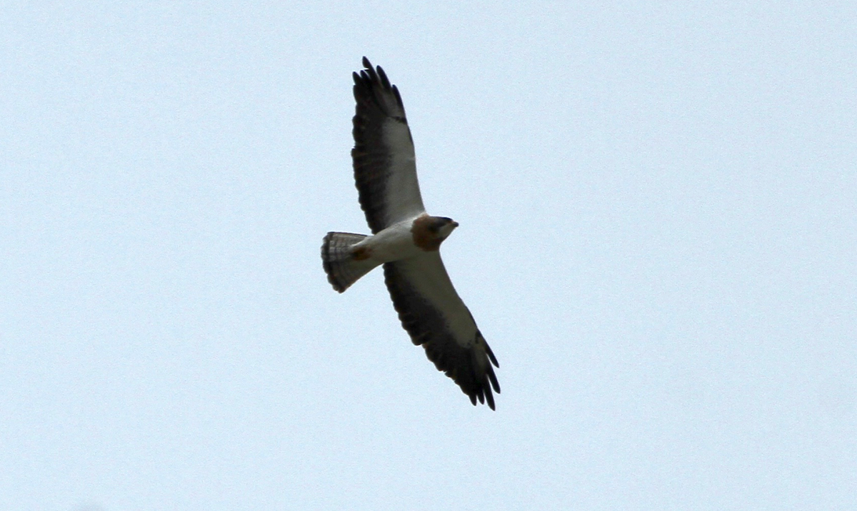 Swainson's Hawk - John Carlini