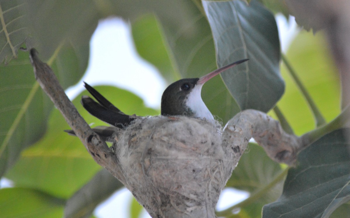 Green-fronted Hummingbird - Carlos Mancera (Tuxtla Birding Club)