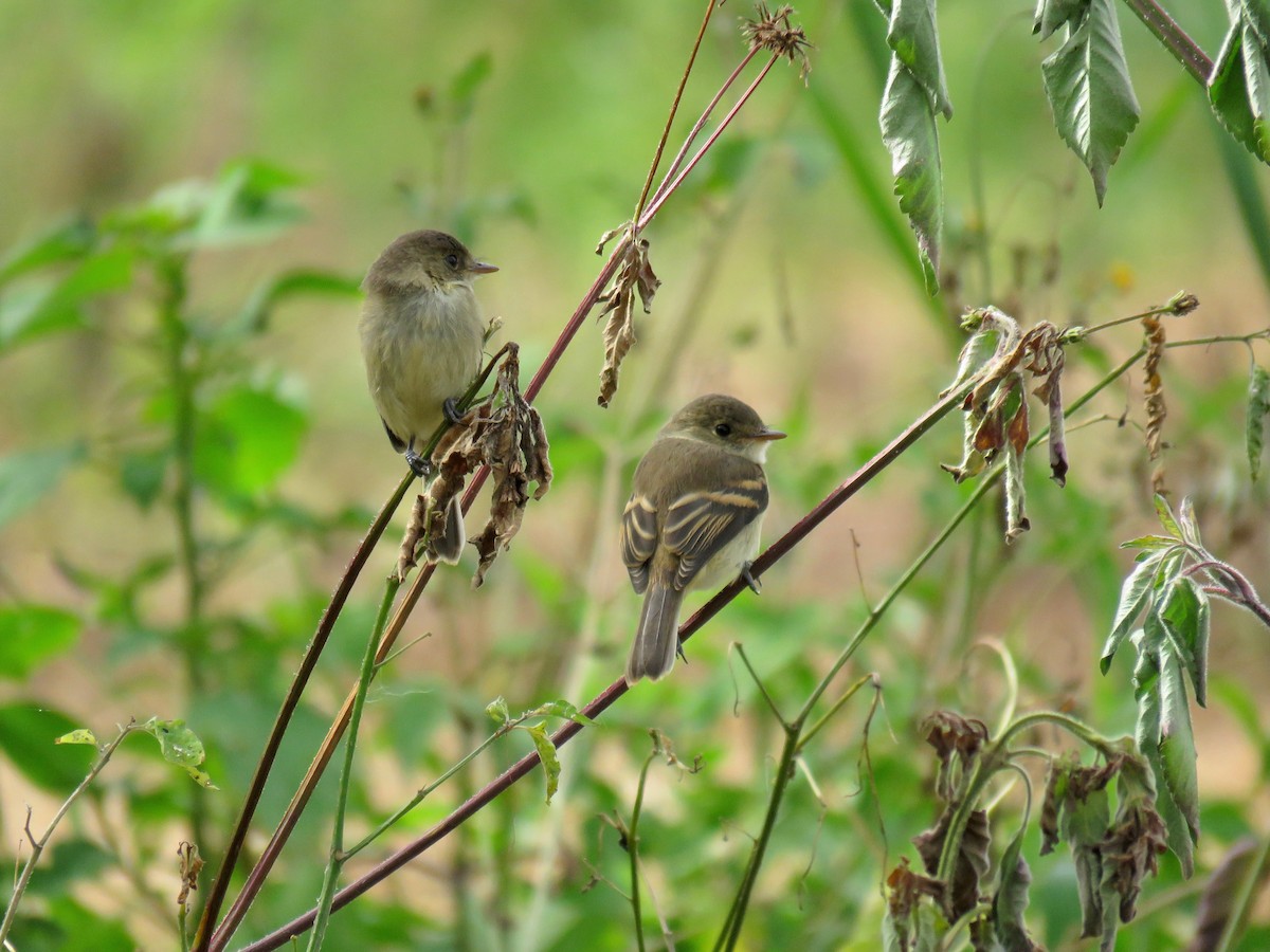 White-throated Flycatcher - ML106329801