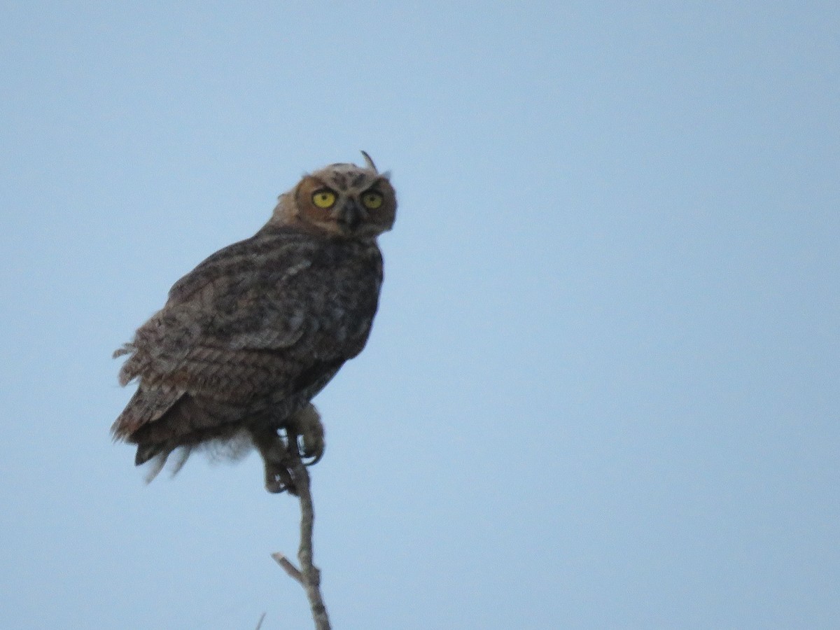 Great Horned Owl - ML106330521