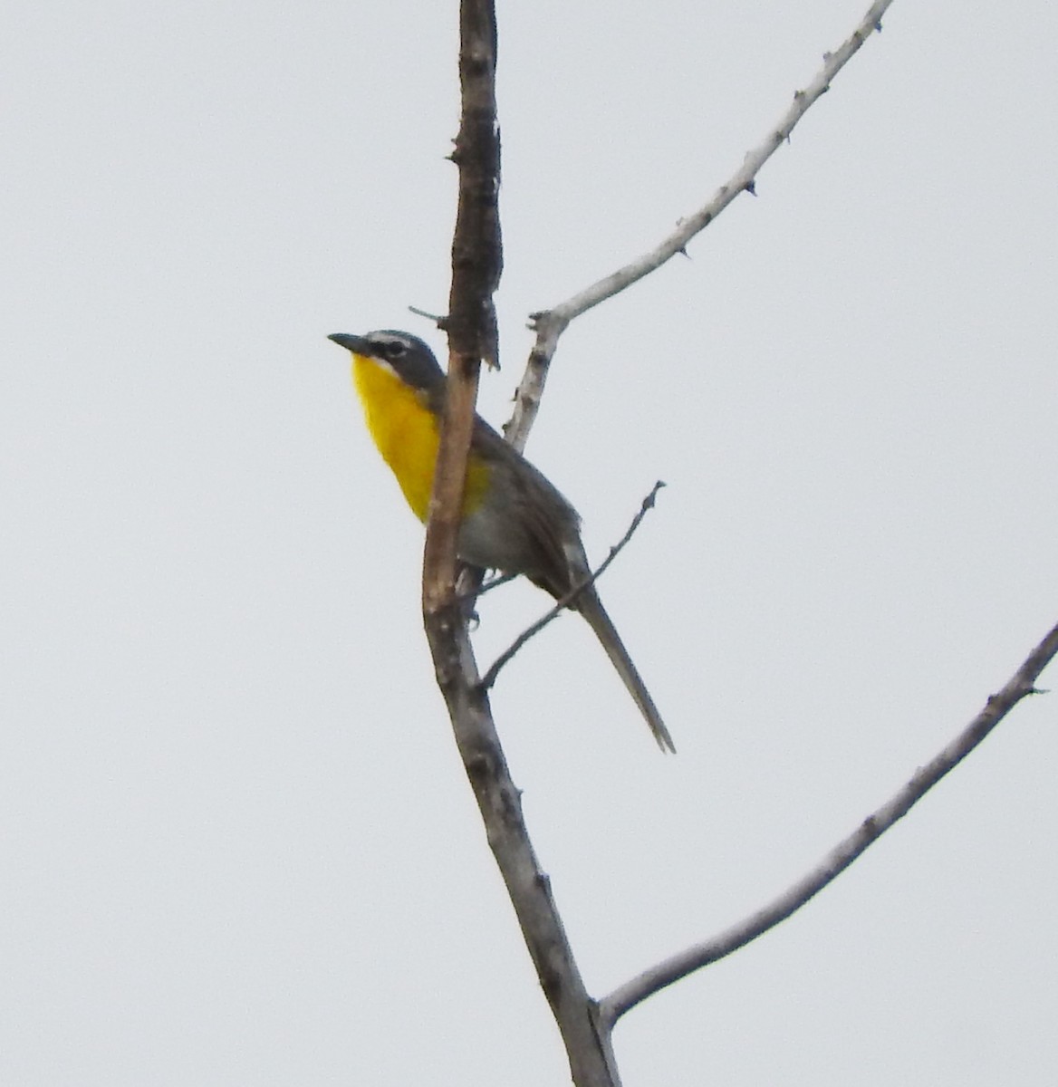 Yellow-breasted Chat - ML106330831