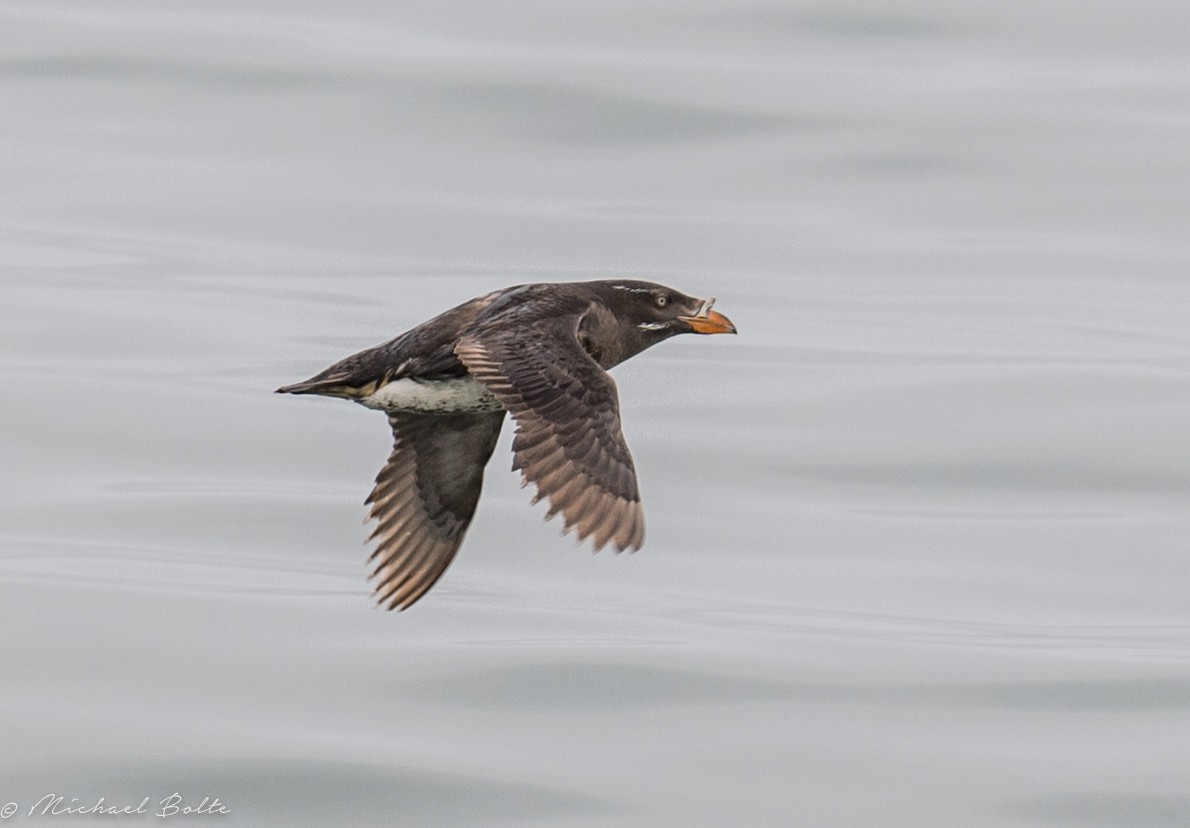 Rhinoceros Auklet - ML106332151