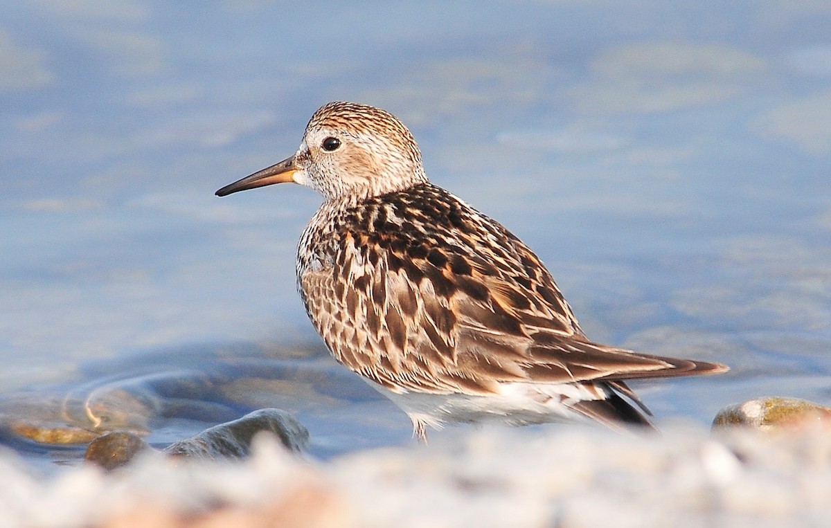 White-rumped Sandpiper - ML106332561