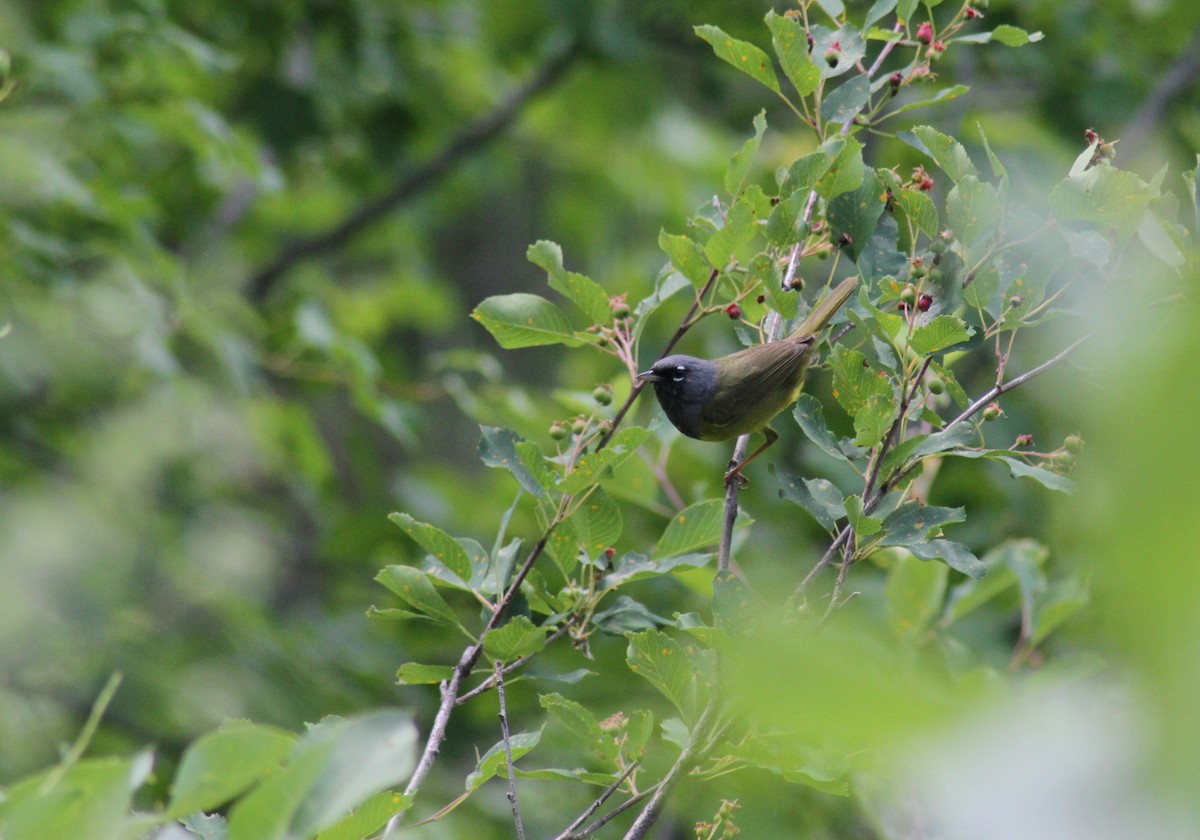 MacGillivray's Warbler - Jared Peck