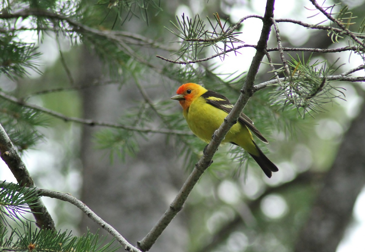 Western Tanager - ML106334641