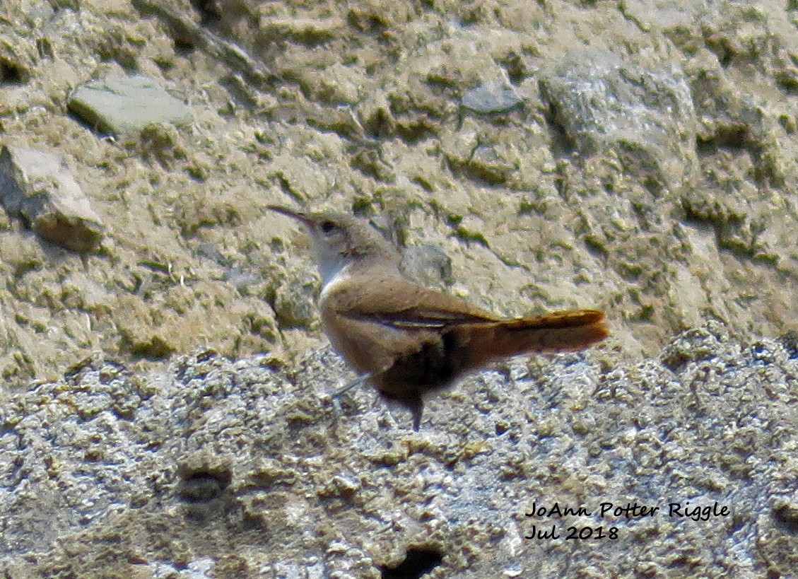 Canyon Wren - ML106336781