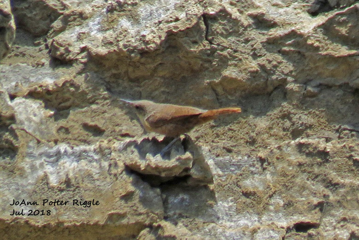 Canyon Wren - ML106336791