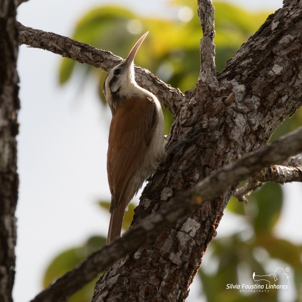 Narrow-billed Woodcreeper - ML106337461