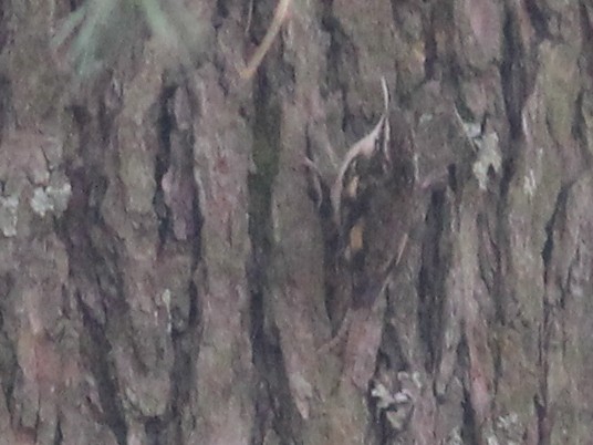 Bar-tailed Treecreeper - Shekar Vishvanath