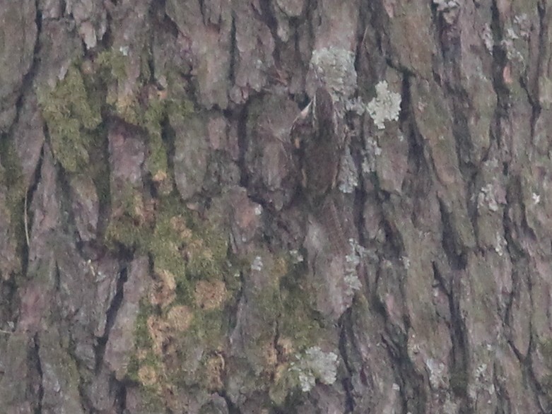 Bar-tailed Treecreeper - Shekar Vishvanath