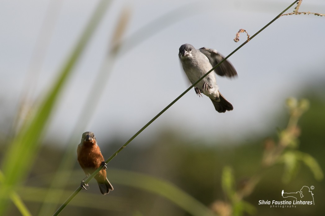 Plumbeous Seedeater - ML106337701