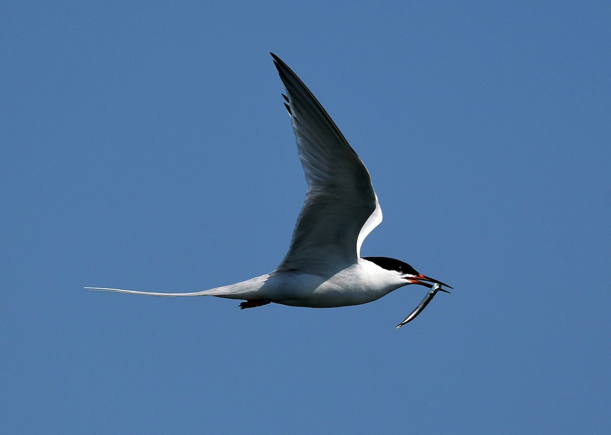 Roseate Tern - David Provencher