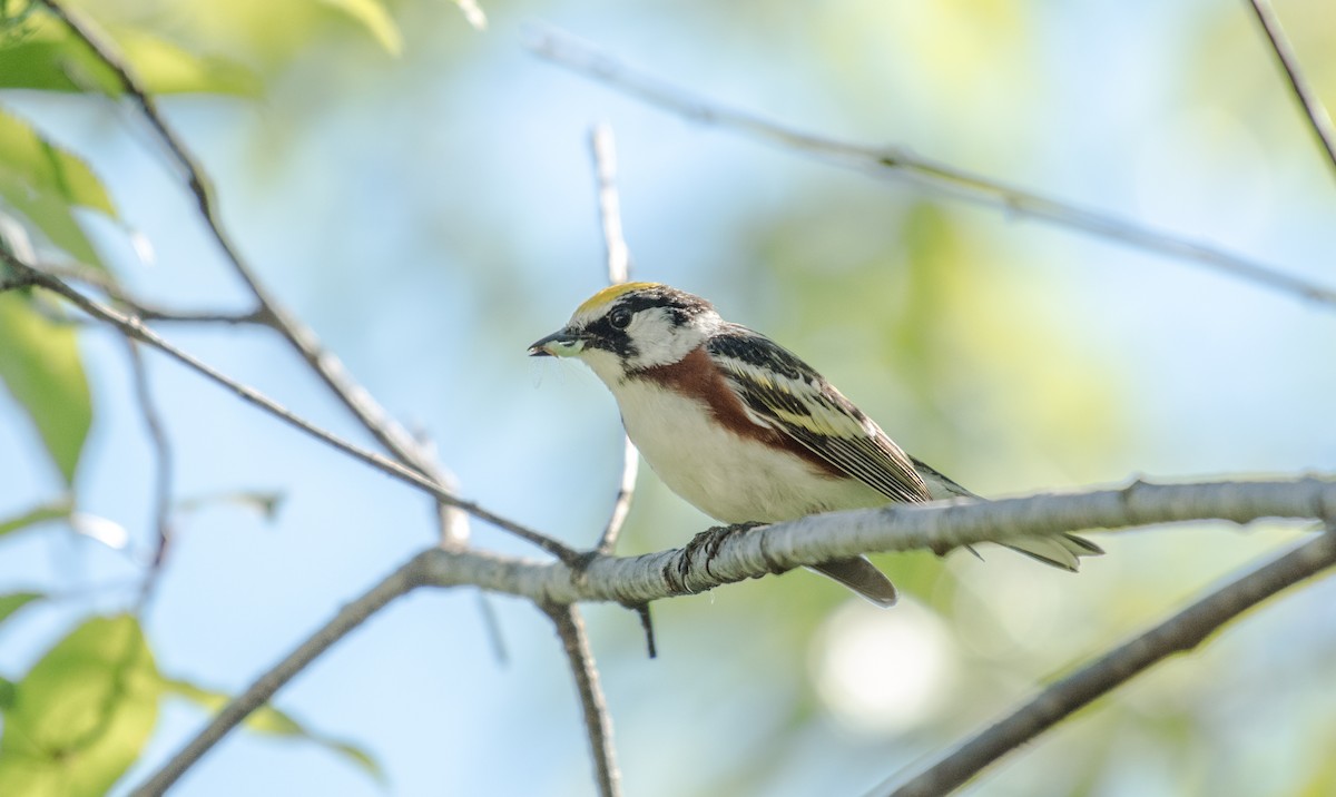 Chestnut-sided Warbler - ML106340931