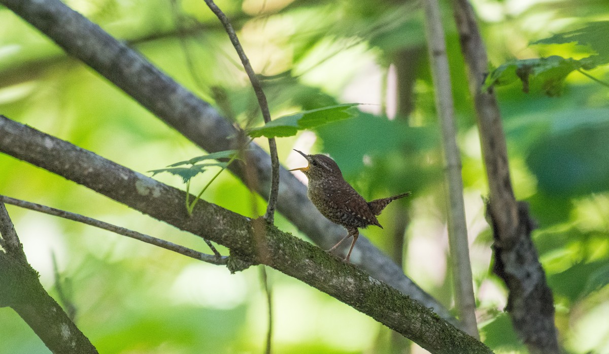 Winter Wren - ML106341201