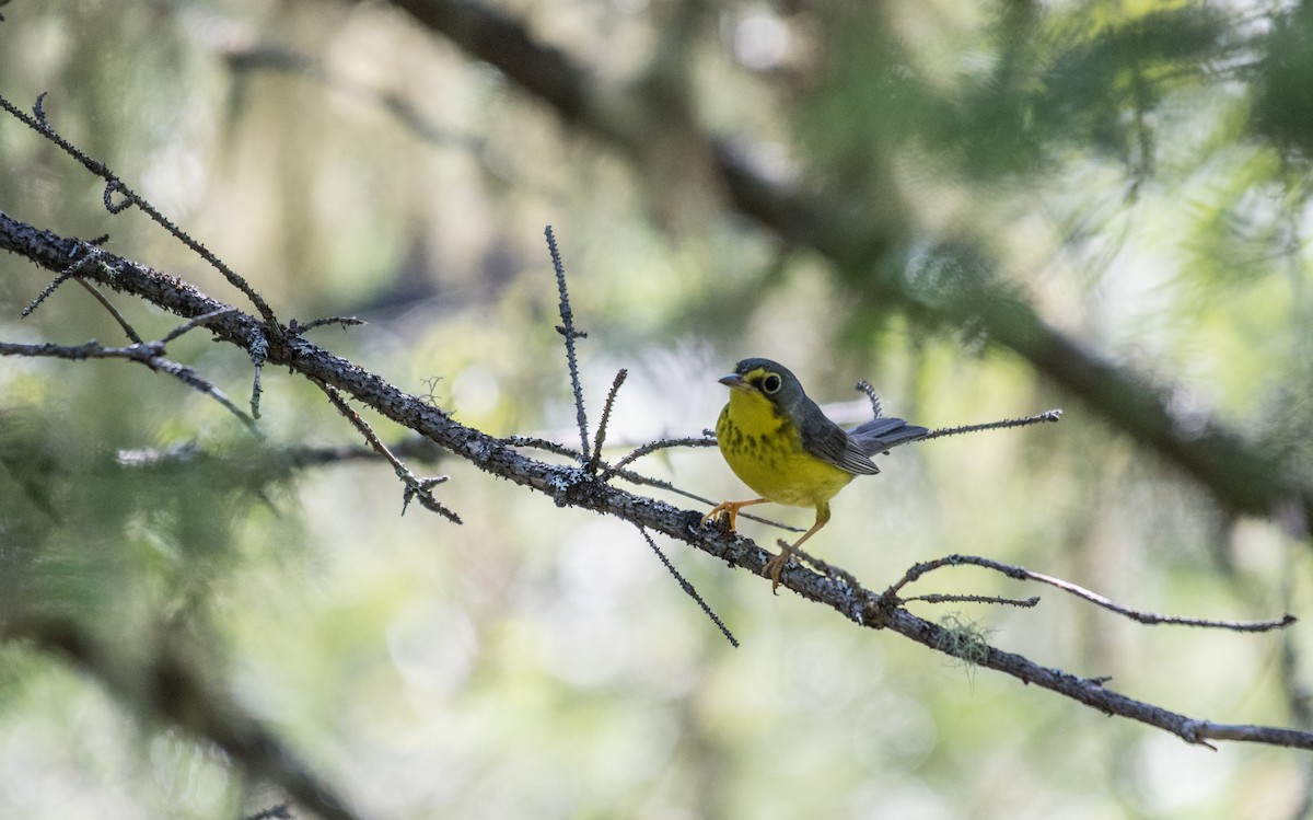 Canada Warbler - ML106341331