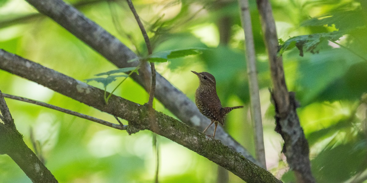 Winter Wren - ML106341341