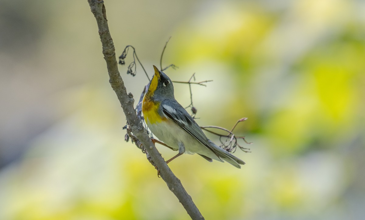 Northern Parula - ML106341381