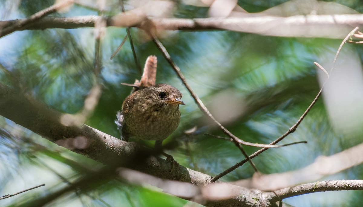 Winter Wren - ML106341511