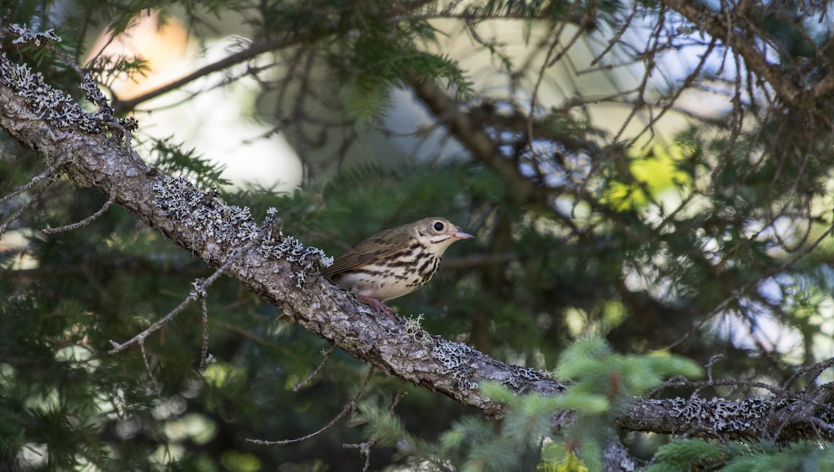 Ovenbird - ML106341561