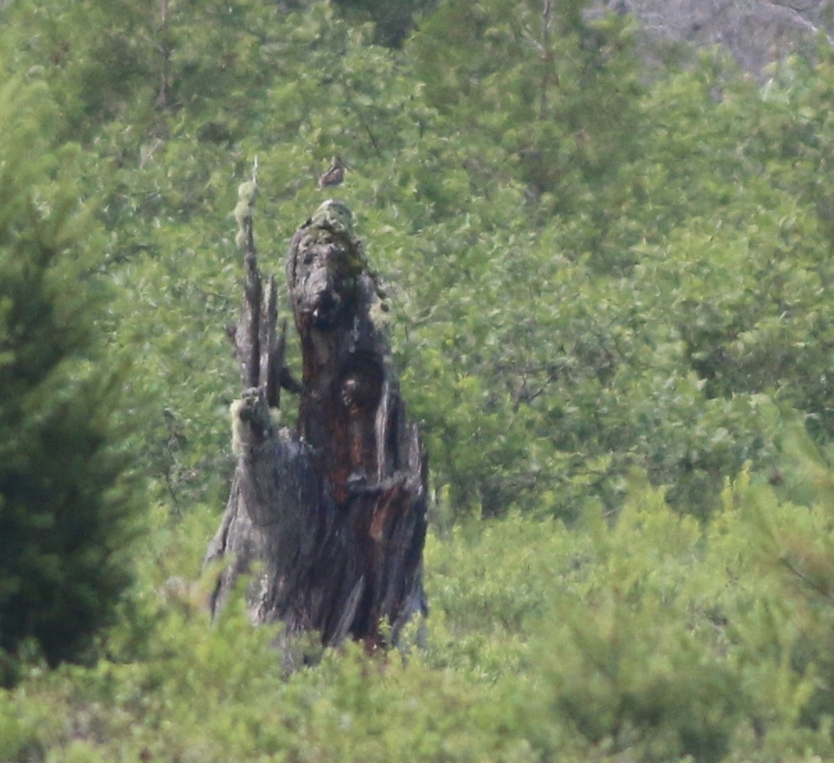 Wilson's Snipe - ML106341681