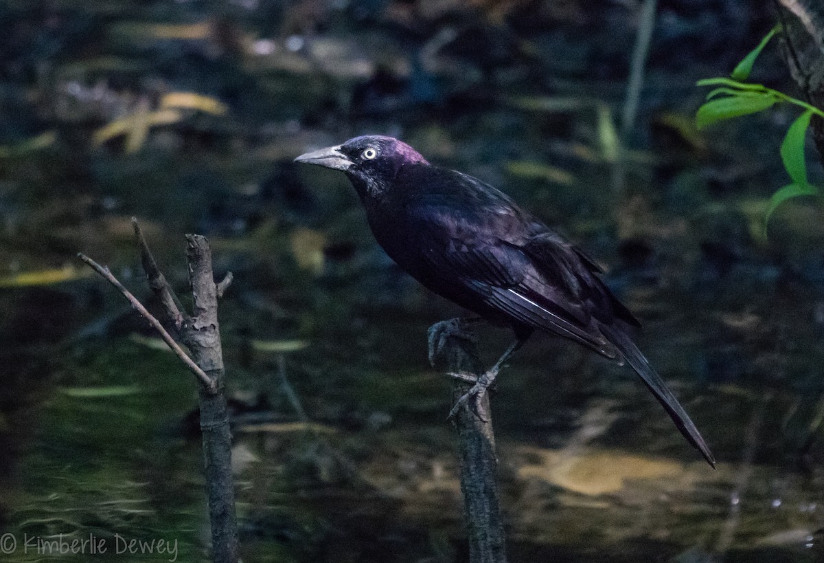 Common Grackle - ML106342301