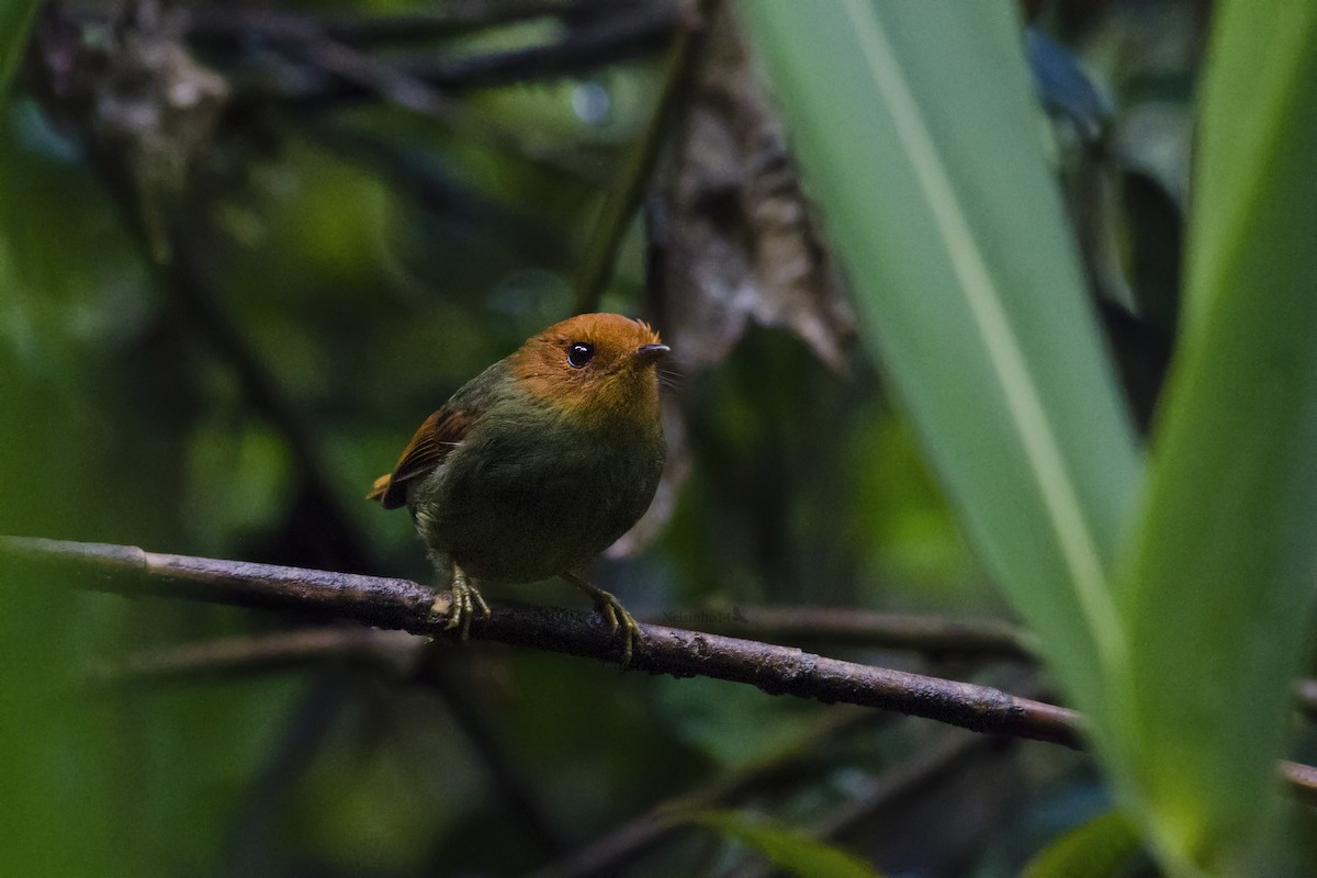 Rufous-headed Pygmy-Tyrant - ML106342541