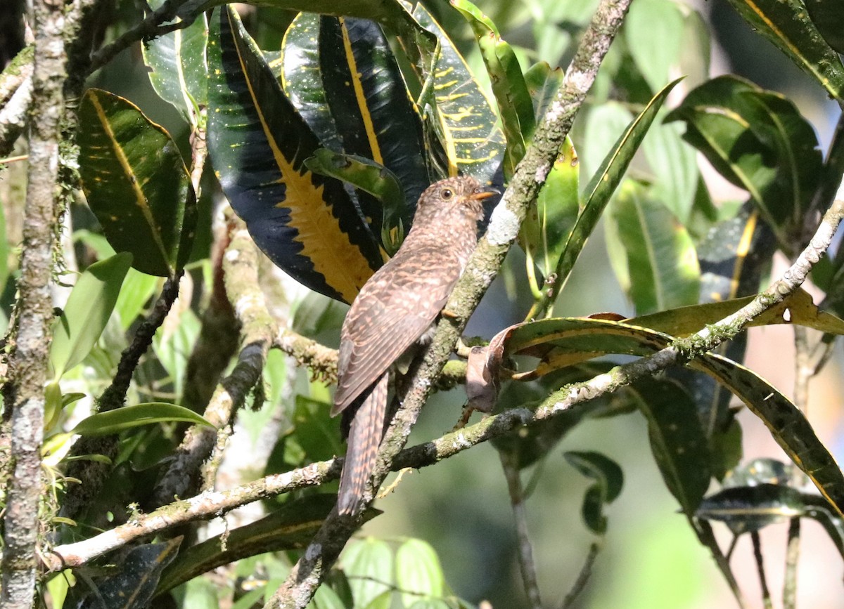 Brush Cuckoo (Sunda) - ML106342641