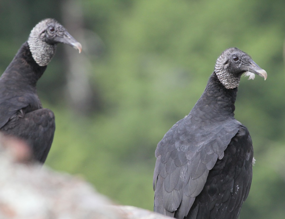 Black Vulture - ML106343211