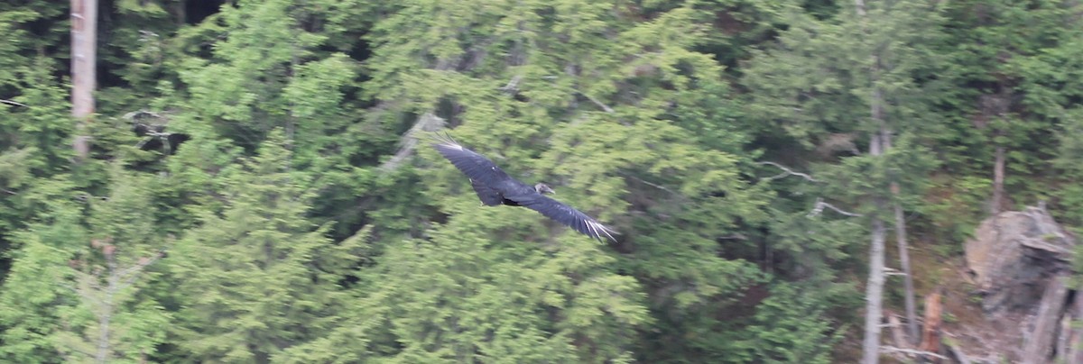 Black Vulture - ML106343221