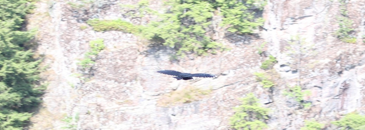 Black Vulture - ML106343231