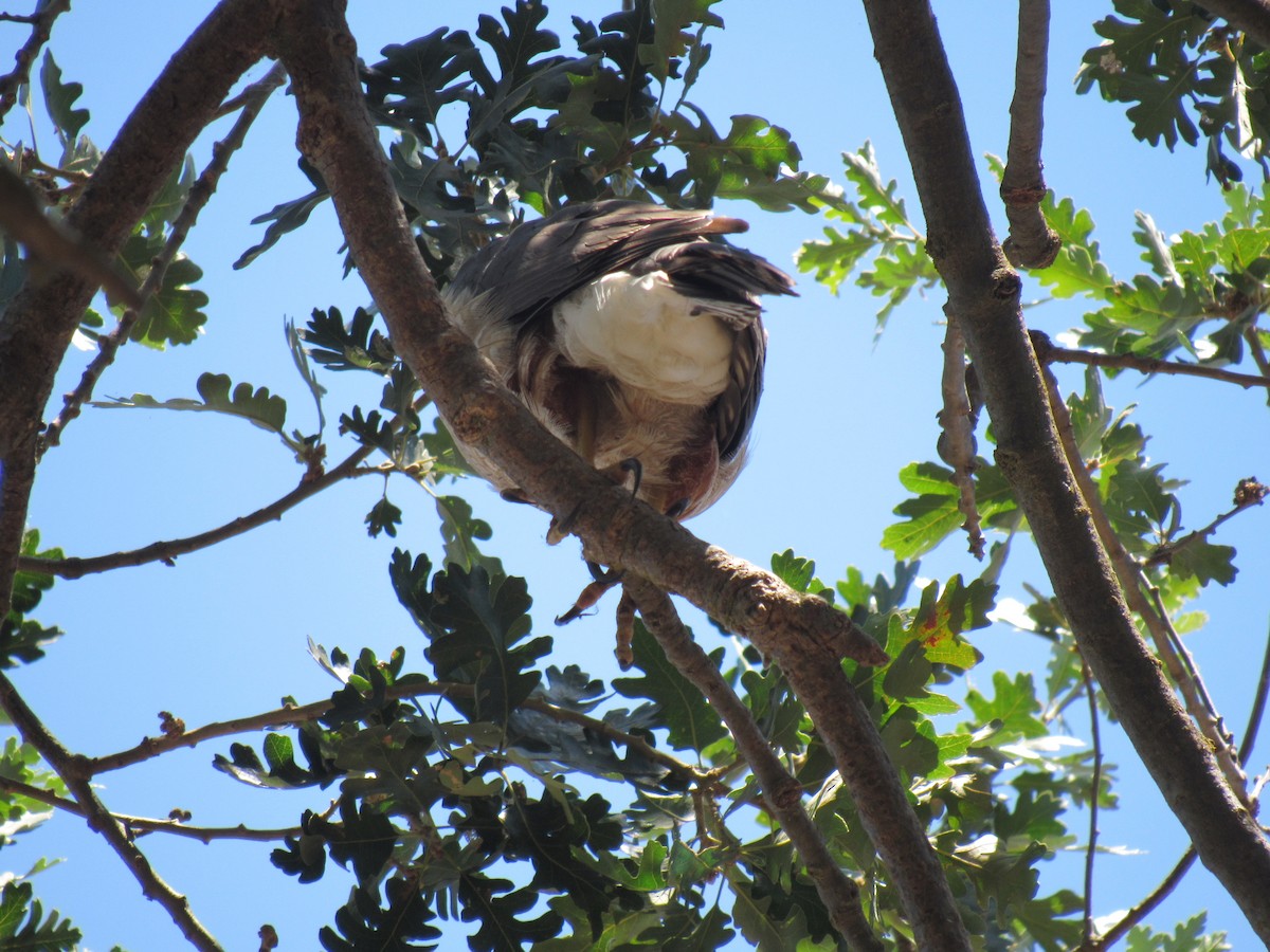 Cooper's Hawk - ML106343951