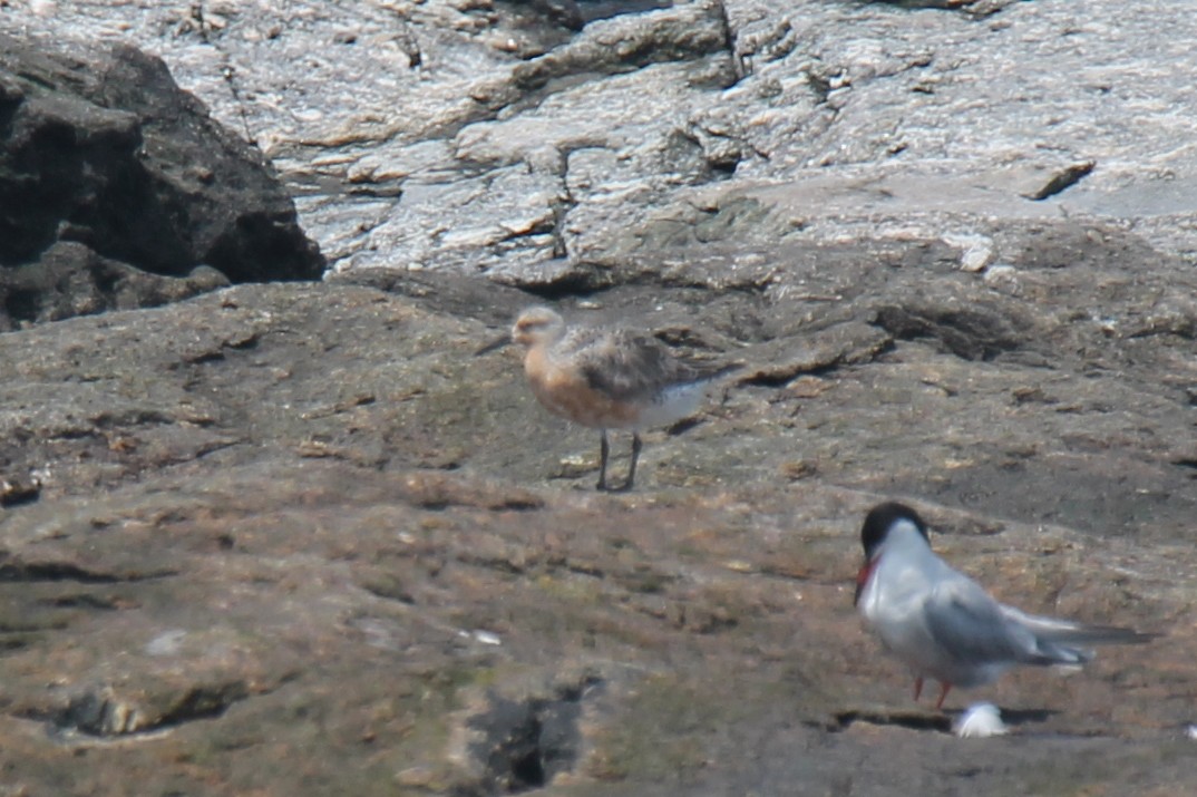 Red Knot - Meghin Spencer