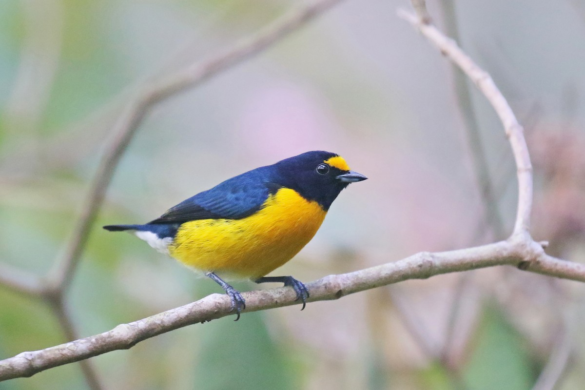 White-vented Euphonia - David Lang