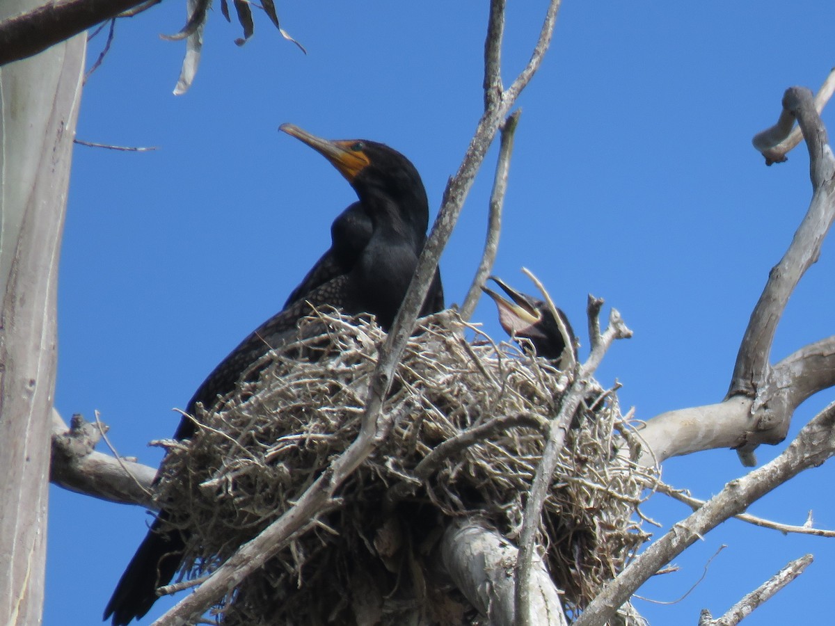 Double-crested Cormorant - Robin Gurule