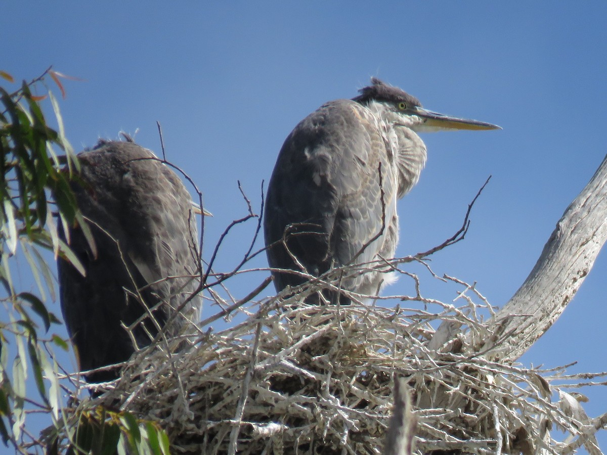 Great Blue Heron - Robin Gurule