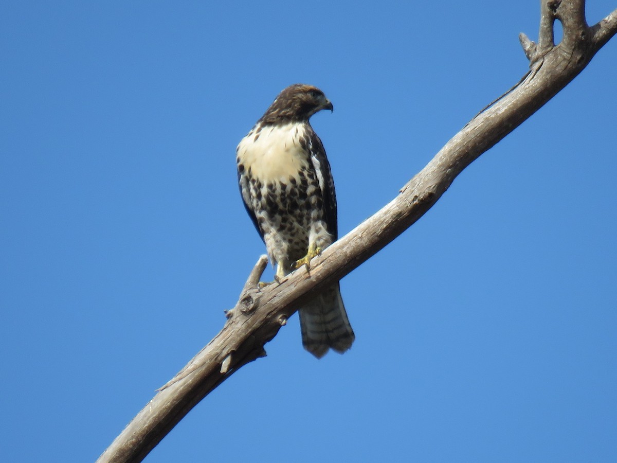 Red-tailed Hawk - Robin Gurule