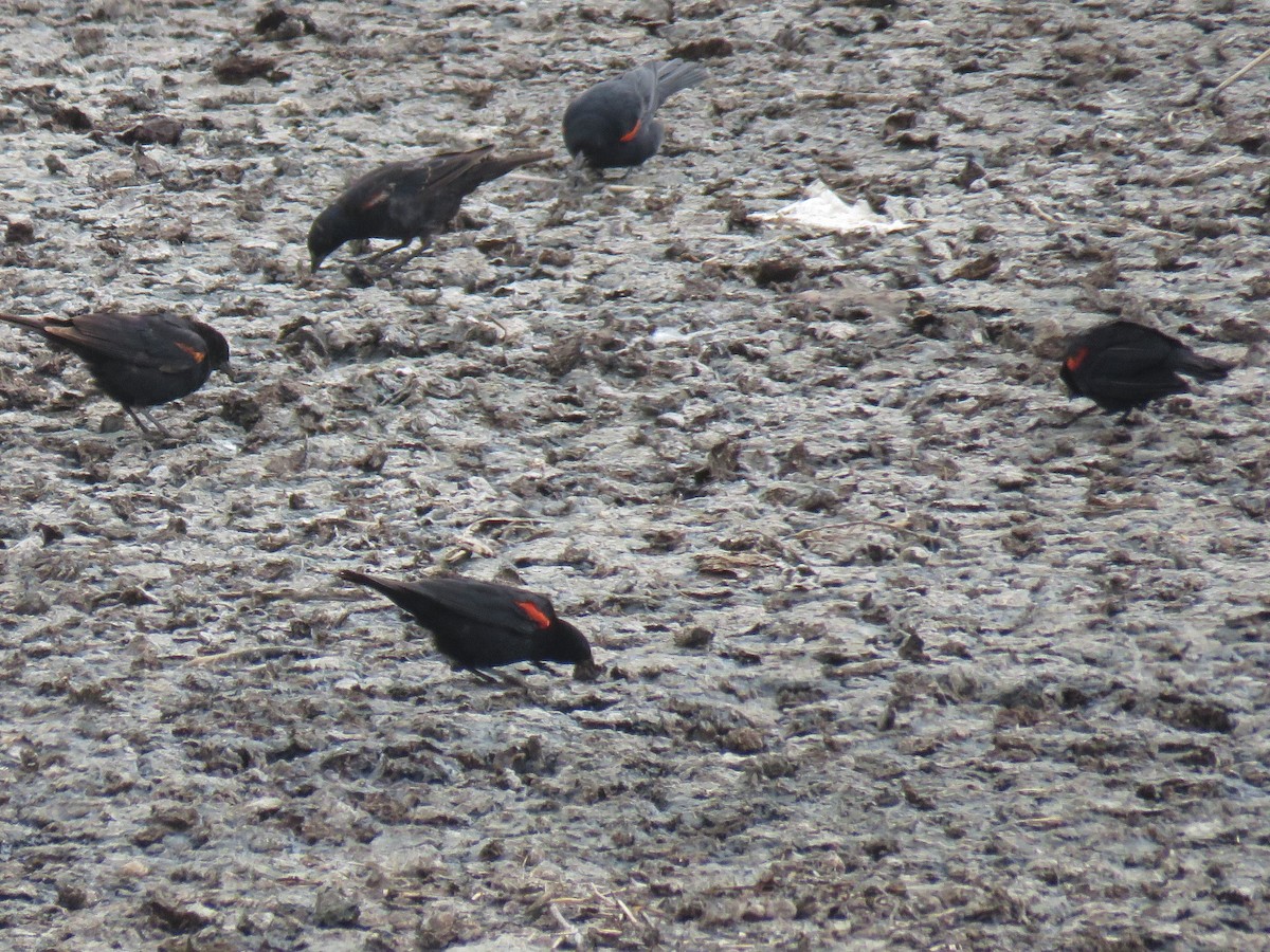 Red-winged Blackbird (California Bicolored) - Robin Gurule