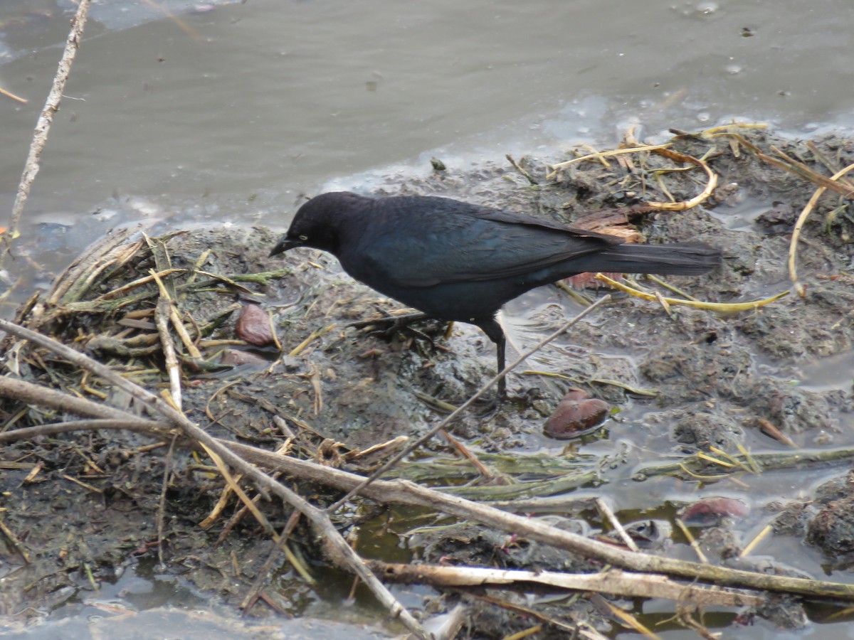 Brewer's Blackbird - Robin Gurule