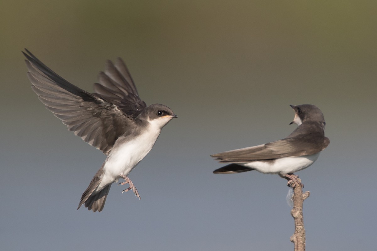 Tree Swallow - County Lister Brendan