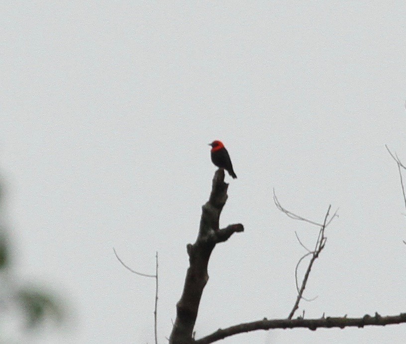 Black-throated Malimbe - Connie Lintz