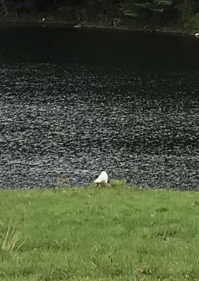 Snowy Owl - ML106348381