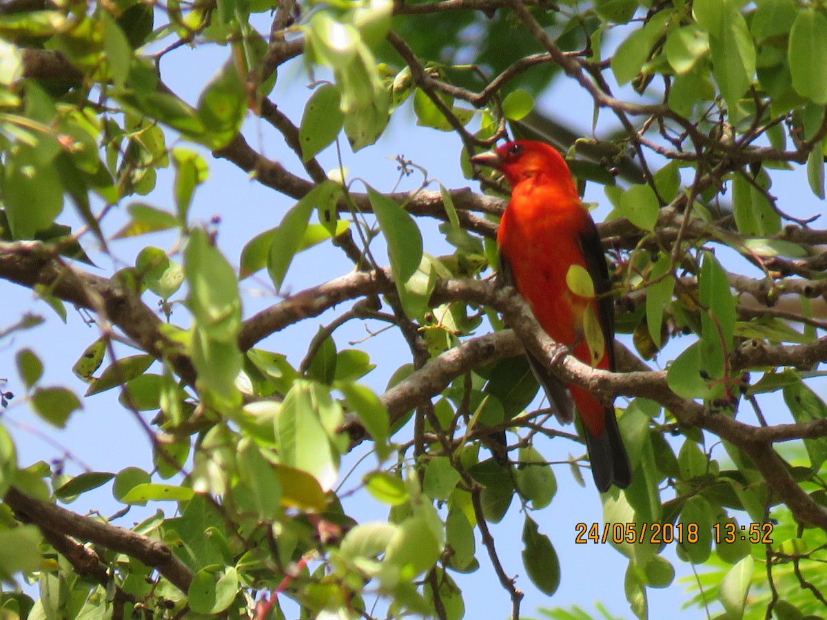 Scarlet Tanager - ML106348611