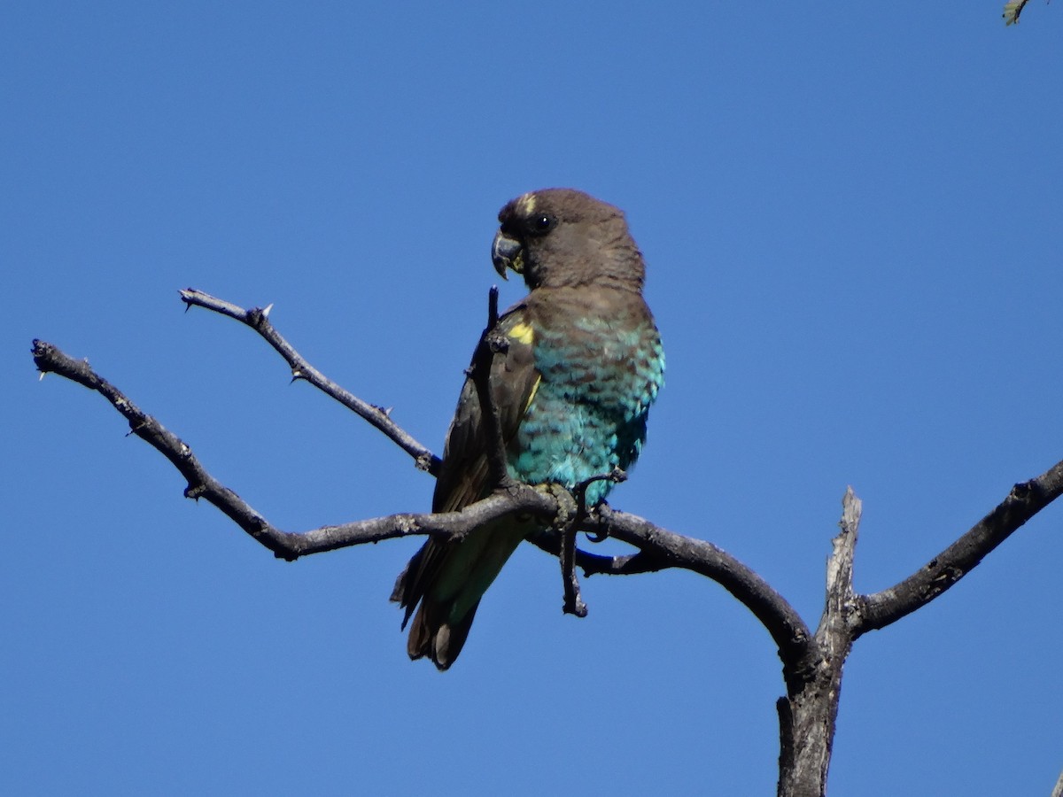 Meyer's Parrot - ML106349371