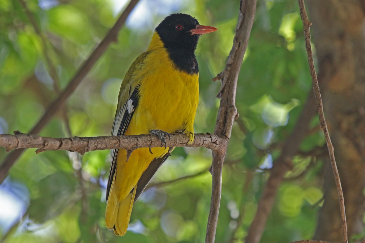 African Black-headed Oriole - Joan and/or George Sims