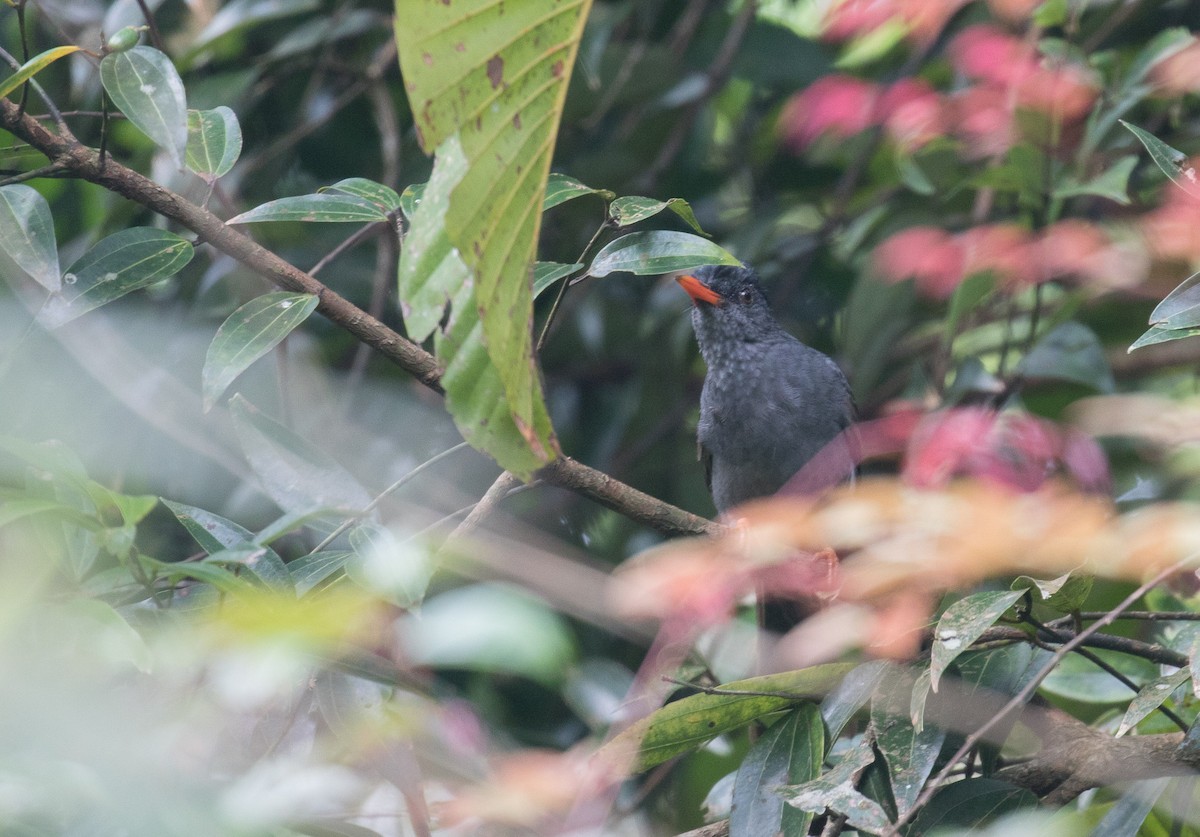 Square-tailed Bulbul - ML106352711