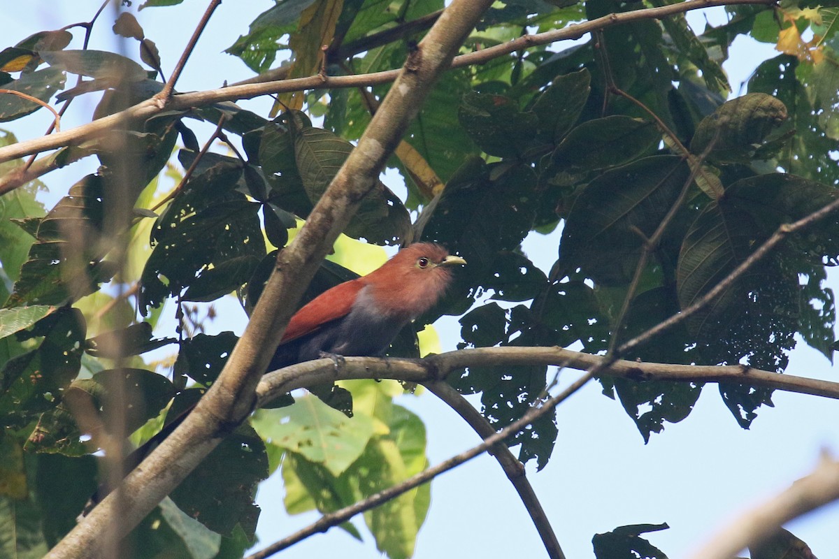 Squirrel Cuckoo - ML106353321