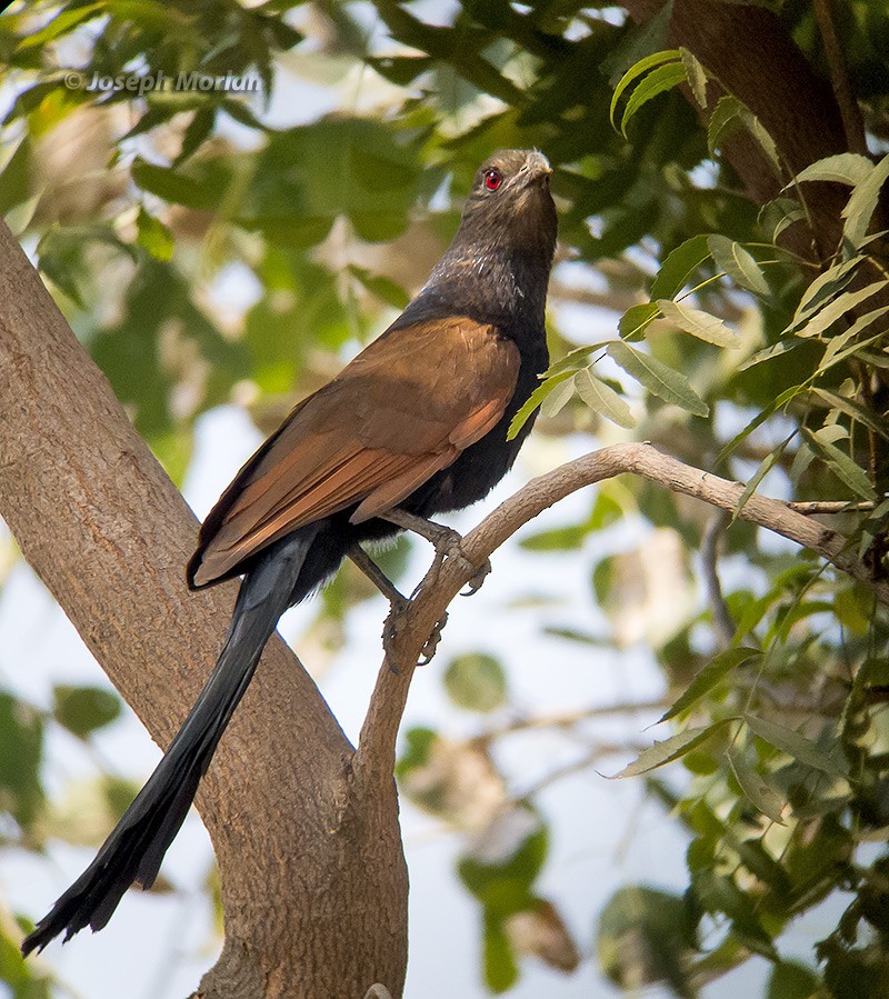 Greater Coucal - ML106353351