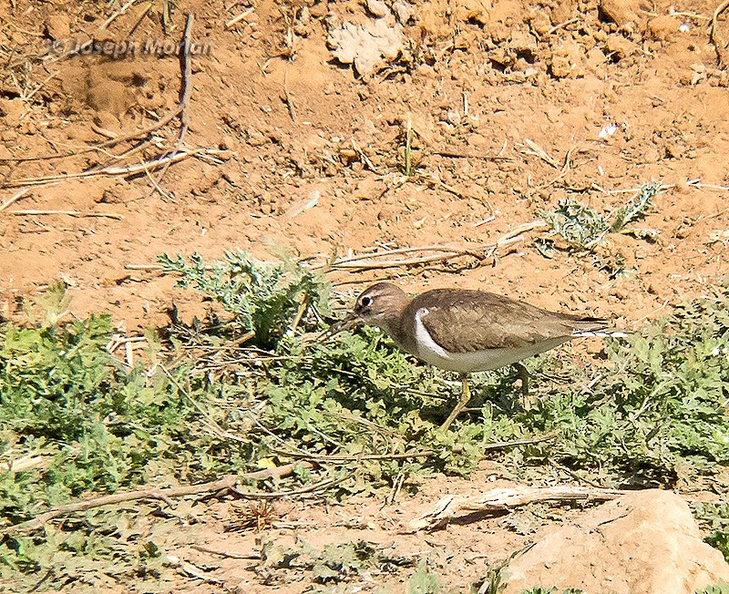 Common Sandpiper - ML106354741